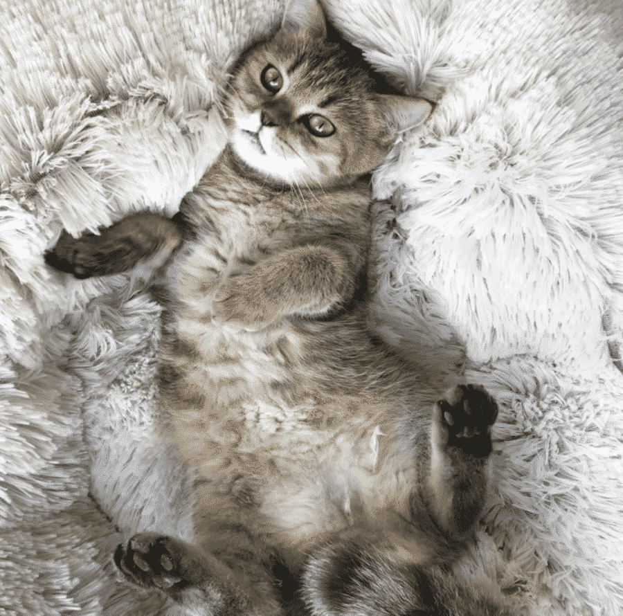 coussin pour chien chat
