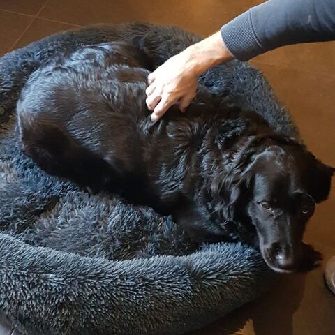 Coussin pour animal de compagnie